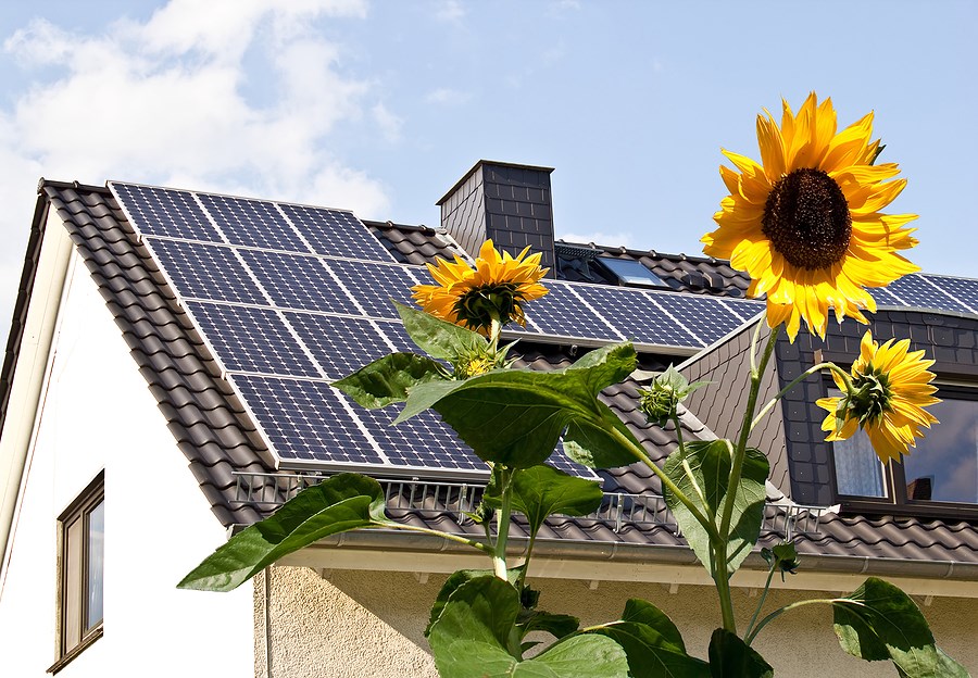 Solar Panels On Rooftop With Sunflowers Address Scoop